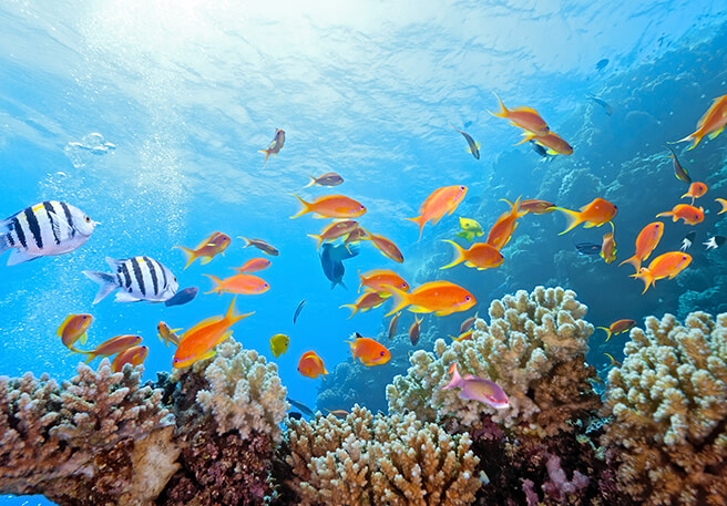 Korallenfreundliche Sonnencreme trägt zum Erhalt von Korallenriffen bei